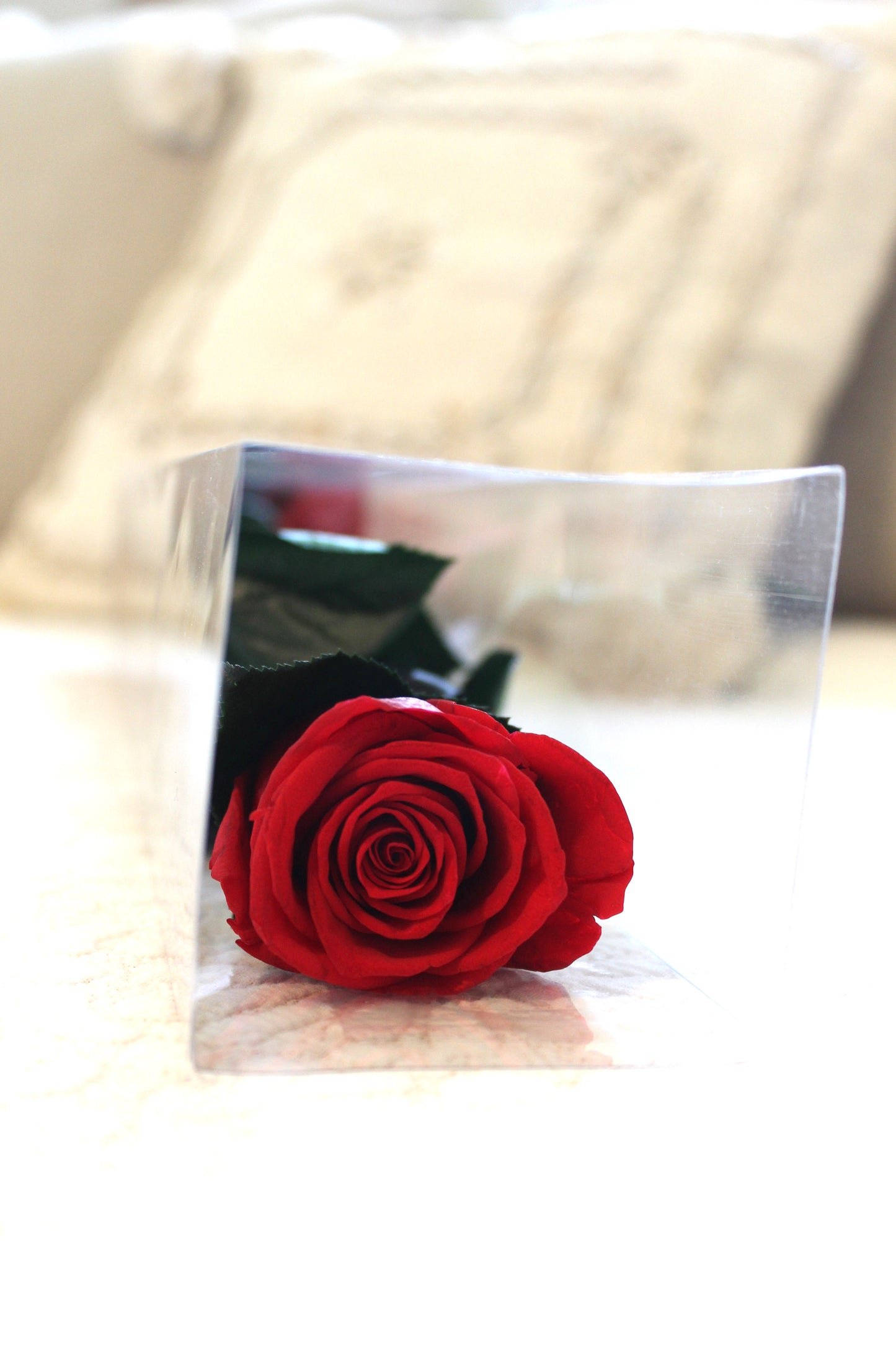 Single preserved rose