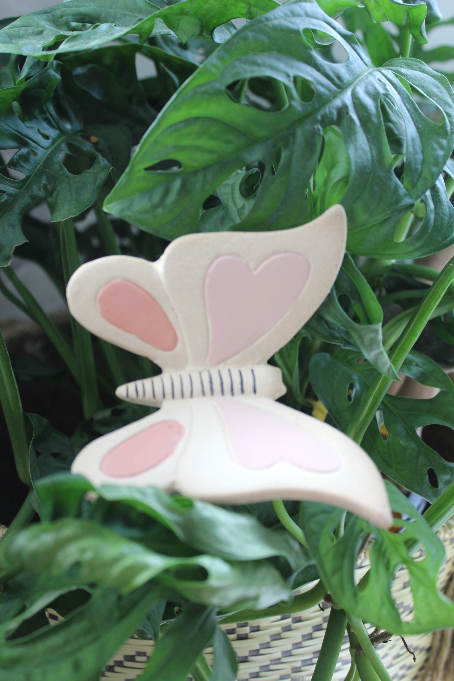 Butterfly Garden Pic